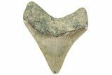 Serrated, Fossil Megalodon Tooth - North Carolina #295285-1